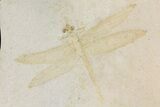 Fossil Dragonfly (Pos/Neg) - Solnhofen Limestone #169836-1